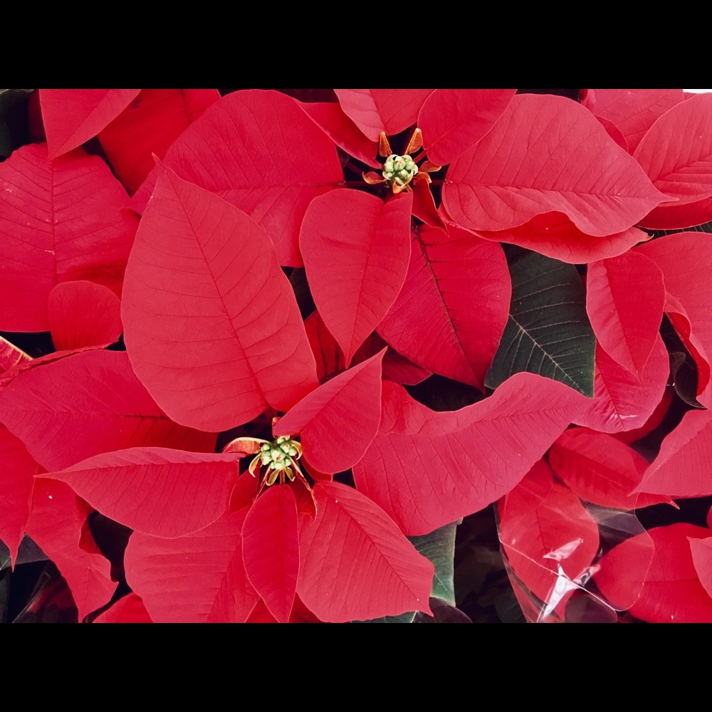 Meet your Posher, Alayna